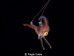 blanket octopus by Regie Casia 